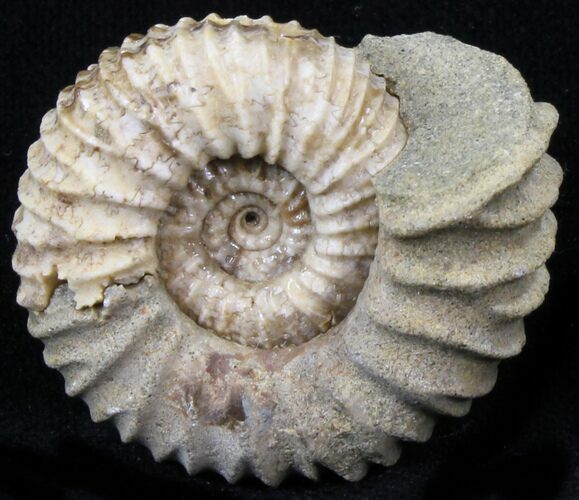 Pavlovia Ammonite Fossil - Siberia #29701